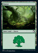 Forest (384) [Innistrad: Midnight Hunt] - Destination Retro